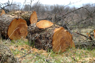 Varil meyve ağacının