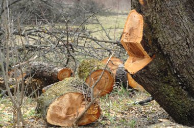 Eski apple-ağaç bahçe