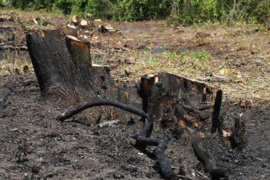 Orman ortadan kaldırılması