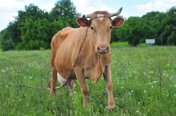 Vaca pe pajiște — Fotografie, imagine de stoc