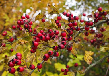 Ukrayna alıç olduğunu