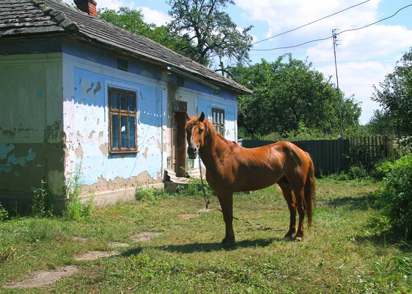 Paard en landelijke Hof — Stockfoto