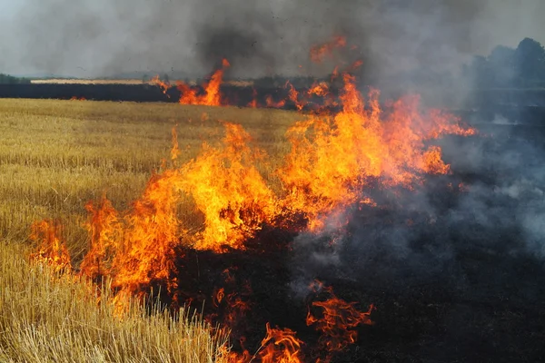 Conflagrant pipet alanındadır