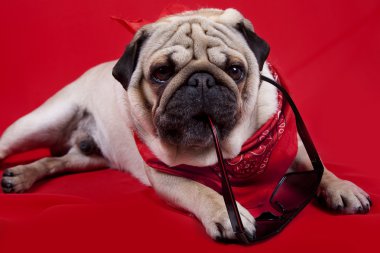 İngilizce Bulldog