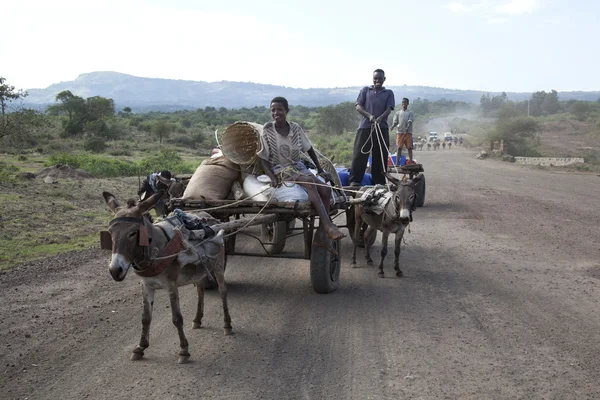 The boys transports material with a donkey — Stock Photo, Image