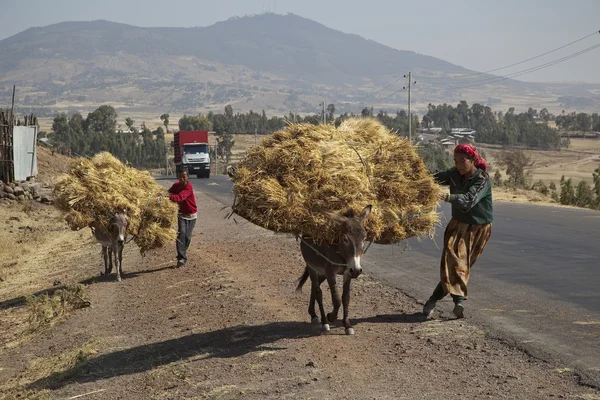 The boy and the woman transports hay with a donkey — Stock Photo, Image