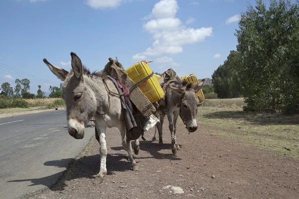 Burros. —  Fotos de Stock