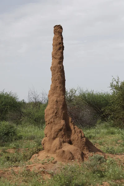 Termiten — Stockfoto