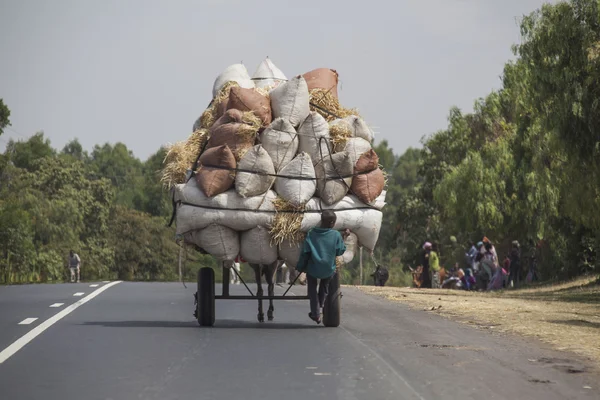 The boys transports hay with a donkey — Stock Photo, Image