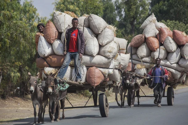 The boys transports hay with a donkey — Stock Photo, Image