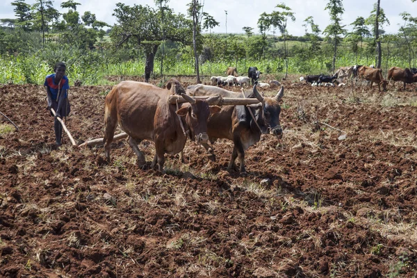 Boy plowing the earth — Stock Photo, Image