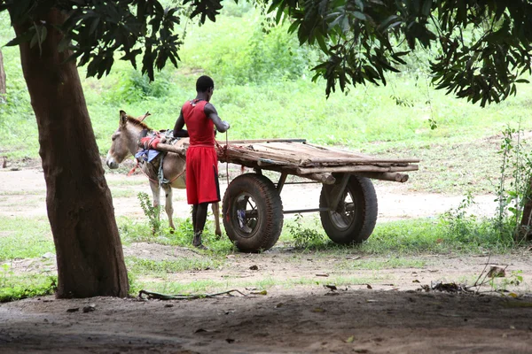 Homem com burro — Fotografia de Stock