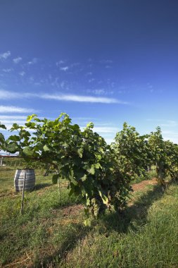 Mavi gökyüzü ile güzel üzüm