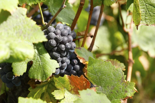 Hermosas uvas rojas en la vid —  Fotos de Stock