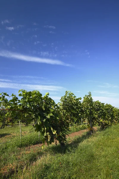 Vacker vingård med blå himmel — Stockfoto