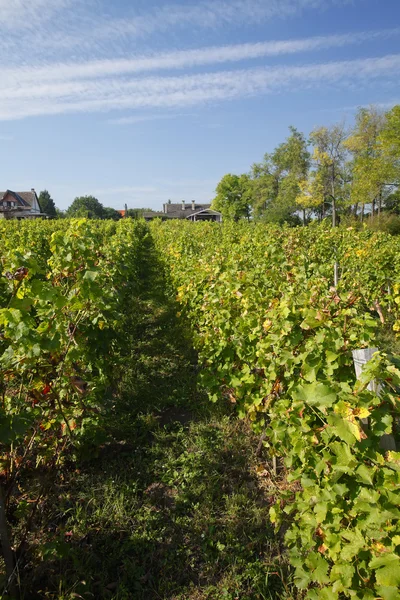 Landskapet i vackra vingård — Stockfoto
