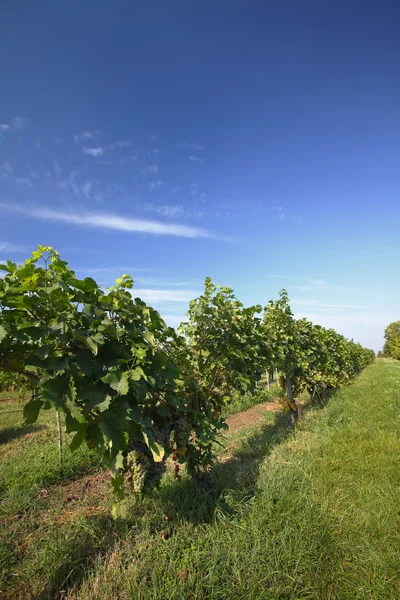 Mavi gökyüzü ile güzel üzüm