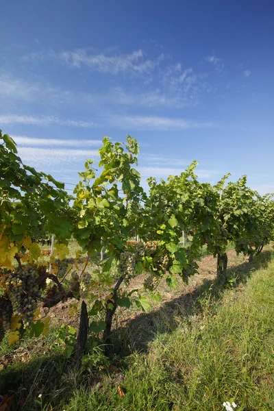 Vacker vingård med blå himmel — Stockfoto