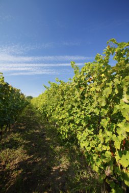 Manzara mavi gökyüzü ile asma satırın.