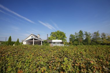 Landscape of family vineyard with cellar