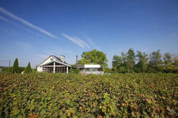 Landscape of family vineyard with cellar — Stockfoto