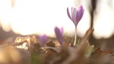 kardelen çiçek leylak