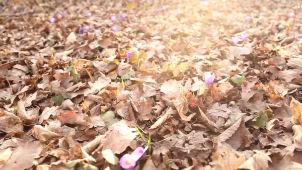 Lila květy sněženek — Stock video