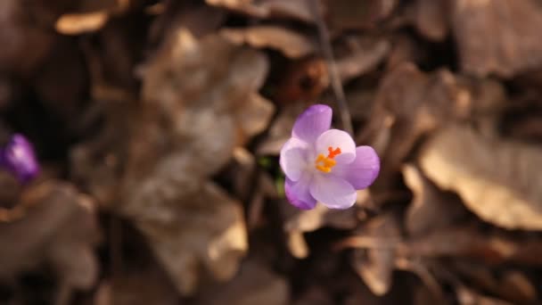 雪花莲的花丁香 — 图库视频影像