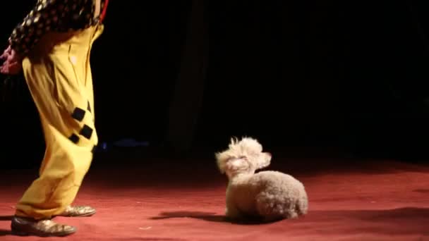 Glybokaya, Ukraine-27 mars 2016.Spectacle de cirque avec un chien — Video