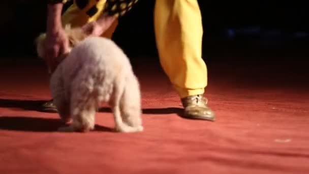 Παράσταση τσίρκου με ένα σκυλί — Αρχείο Βίντεο