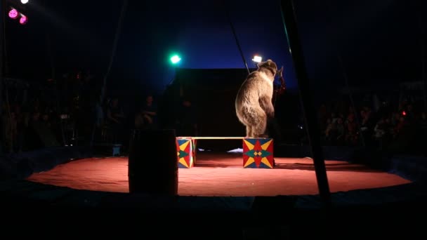 Glybokaya, Ukraine-March 27, 2016. Circus show with a bear — Stock Video