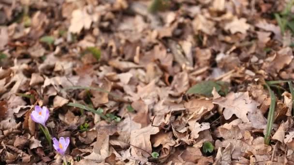 Snedråbe blomster lilla – Stock-video