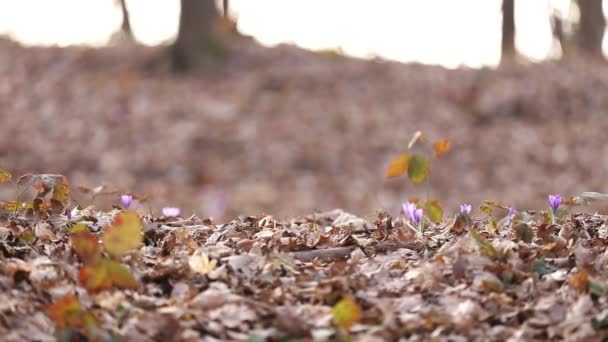 Flores de neve lilás — Vídeo de Stock