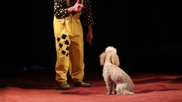 Glybokaya, Ukrayna-Mart 27, bir köpek ile 2016.Circus gösterisi — Stok video