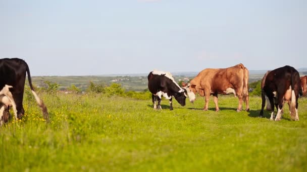 Krowy pasące się na łące — Wideo stockowe