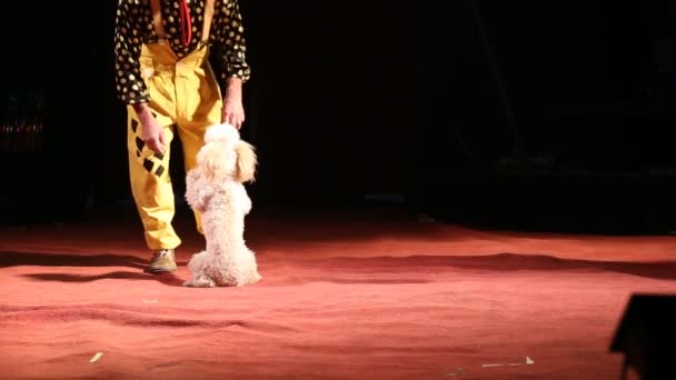 Glybokaya, Ukraine-March 27, 2016.Circus show with a dog — Stock Video