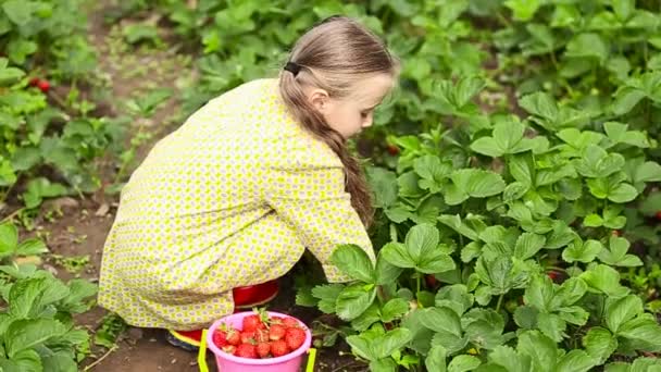 Liten flicka samlar jordgubbar — Stockvideo