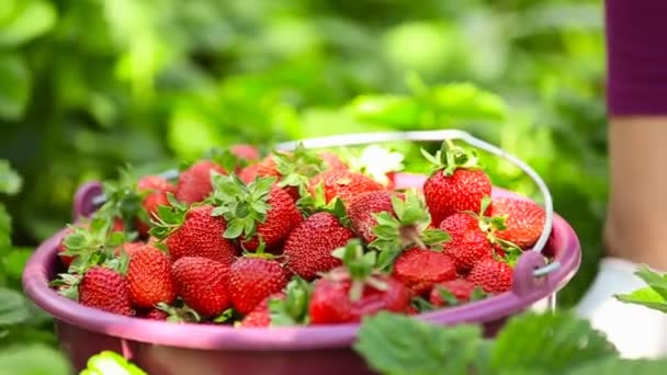 Nahaufnahme Erdbeeren pflücken — Stockvideo