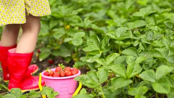 Little girl collects strawberries — Stock Video