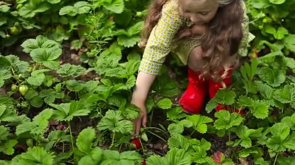 Девочка собирает клубнику — стоковое видео