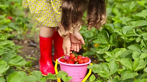 Niña recoge fresas — Vídeos de Stock