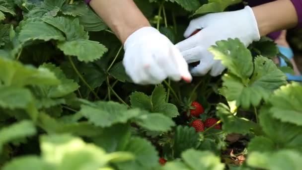 Closeup picking strawberries — Stock Video