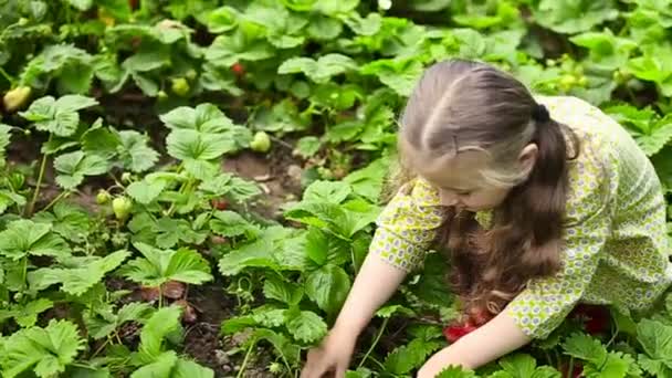 Девочка собирает клубнику — стоковое видео