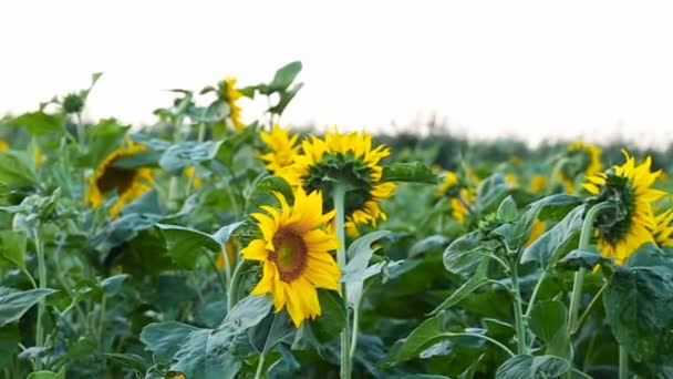 Flowers Sunflower closeup — Stock Video