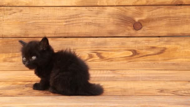 Маленькая чёрная кошка — стоковое видео