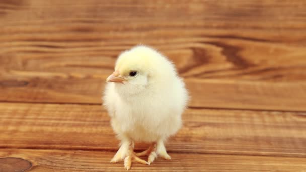 Маленькая курица крупным планом — стоковое видео