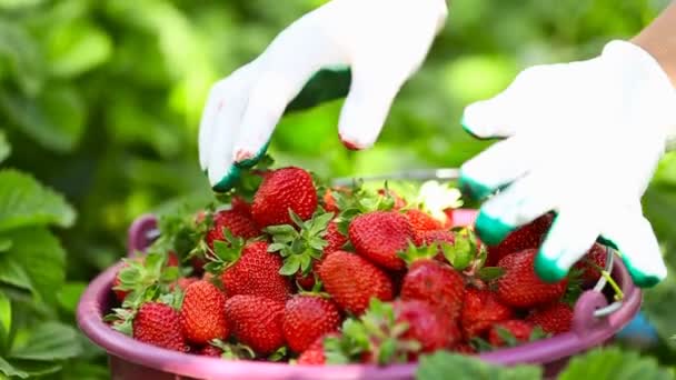 Closeup picking strawberries — Stock Video