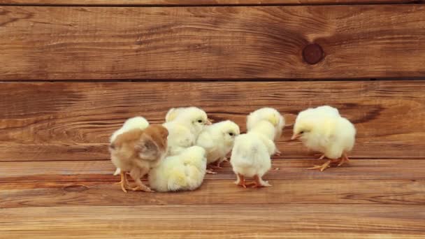 Chicken on wooden table — Stock Video