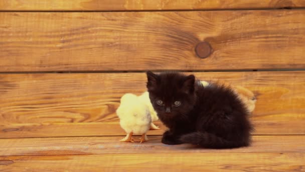 Котенок с цыплятами — стоковое видео