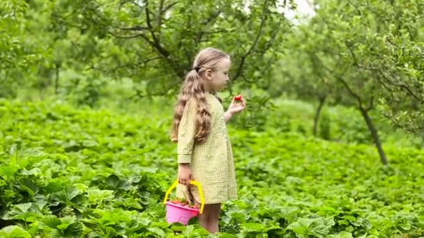 Mała dziewczynka jedzenie truskawka — Wideo stockowe